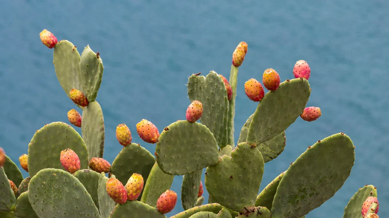 Discover the Health Benefits of Nopales: Why This Cactus Pad Deserves a Spot in Your Diet